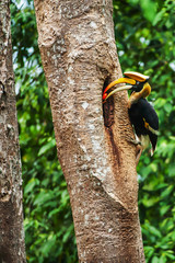 Male Great Hornbill feeding the female at the nest cavity. © Tanes