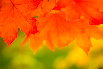 autumn leaves wallpaper