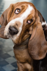 portrait of a basset hound
