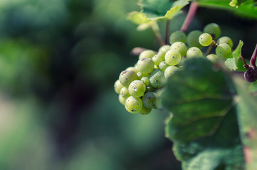 Weiße Weintrauben am Rebstock