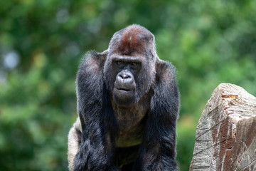 Gorille des plaines en gros plan