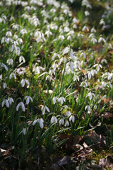 Bunch of snowdrop flowers  on a sunny winter day. Galanthus nivalis flowers in the garden