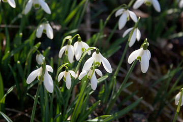 Bunch of snowdrop flowers  on a sunny winter day. Galanthus nivalis flowers in the garden