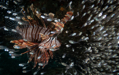 indonesia, hunting lionfish