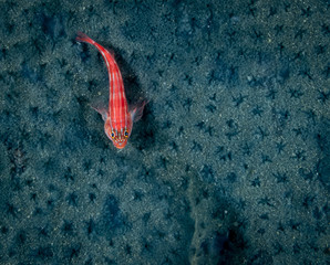 indonesia red hot pepper on a blue background