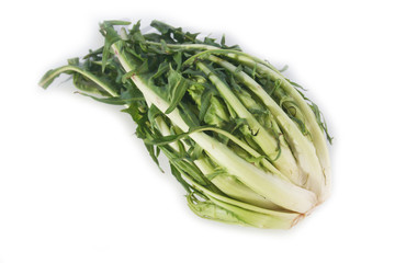 Catalonia chicory called Puntarelle in Italy  isolated on white background. Italian vegetable on white