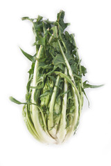 Catalonia chicory called Puntarelle in Italy  isolated on white background. Italian vegetable on white