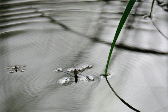 Wasserl&auml;ufer im Gegenlicht