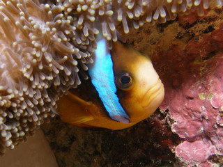 Clown Fish hiding under anemone. Good scale and eye detail
