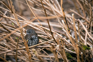 Brown finch hiding in Alaskan Scrub. 