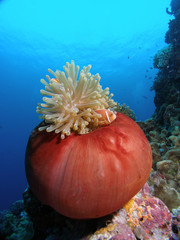 Clown fish hiding in closed sea anemone. Taken on Great Barrier Reef of Cairns Queensland Australia