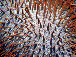 Spikey skin close up of Crown of Thorns Starfish. Taken on Great Barrier Reef off Cairn Queensland Australia.