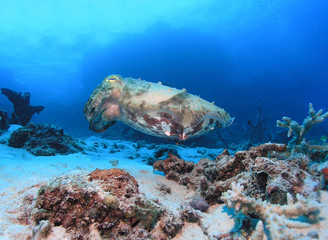 Cuttlefish profile with blue background