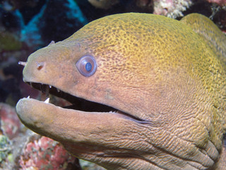 Moray Eel closeup. Taken at the Great Barrier Reef off Cairns, Queensland Australia.