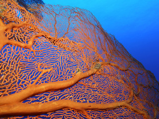 Giant Gorgonian Fan. Beautiful piece of coral on the Great Barrier Reef. Perfect for Great Barrier Reef Tourism Industry.