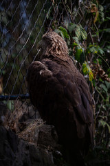 Obraz premium golden eagle close up