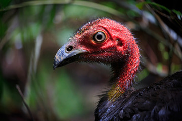 Brush Turkey portrait close up. Good eye and beak detail.