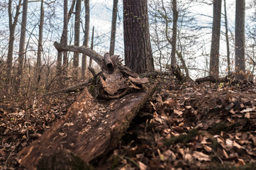 Baumrinde auf dem Waldboden