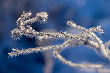 Dry twig in hoarfrost on a blue background close-up