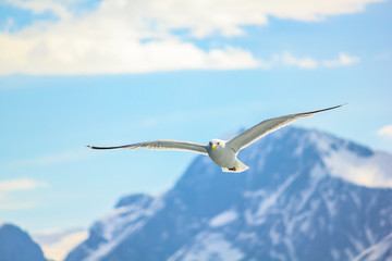 Seagull flying in the mountain sky in Stavanger, Norway. European herring gull, Larus argentatus, isolated on mountain sky background. Front view.