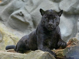 portrait of a lion