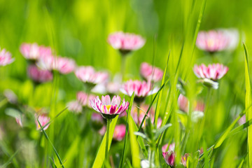 bellis perennis © c.kraml