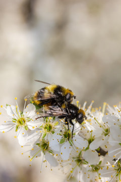 Hummel sitzt auf wei&szlig;en Kirschbl&uuml;ten und paaren sich