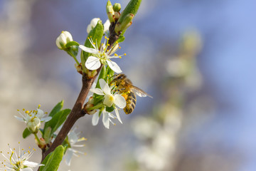 eine Honigbiene sammelt an weiße Kirschblüten Honig