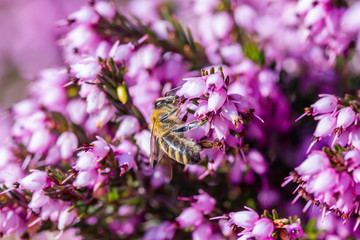 eine Biene sammelt auf einer Blume (Schneeheide) Honig