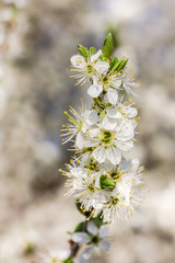weiße Kirschblüten im Frühling bei Sonnenschein