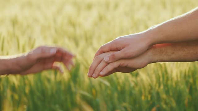 Hands of a team of farmers against the background of a field with wheat