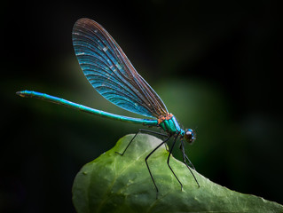 Beautiful Demoiselle (Calopteryx virgo)