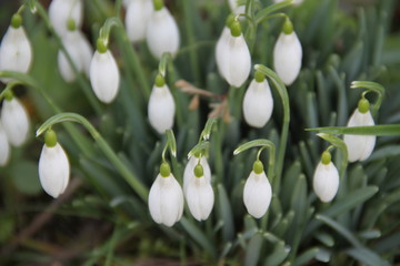 Fototapeta premium White snowdrop spring flowers february