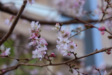 梅　春のおとずれ