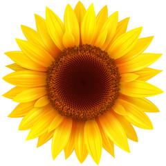 Sunflower isolated, vector flower illustration.