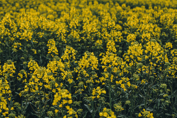 Blooming yellow rape field.
