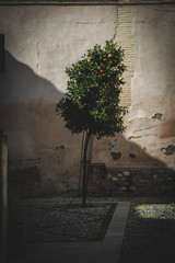 Orange tree in shadow and light in Granada, Spain