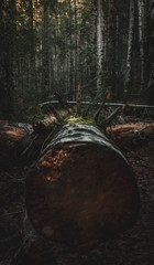Trunk, Biescas, Arag&oacute;n, Spain