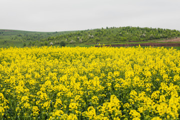 Blooming yellow rape field.
