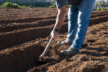 farmer preparing land with hoe to plant potatoes