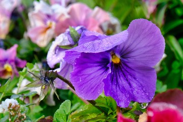 colorful flower garden