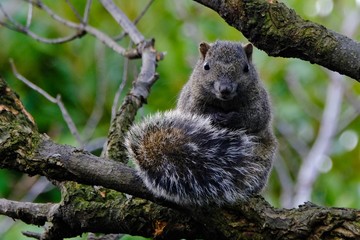 squirrel on branch