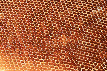 Honeycomb stored dry out for Chinese medicine.