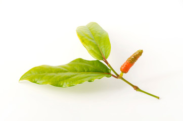 ヒハツモドキの果実