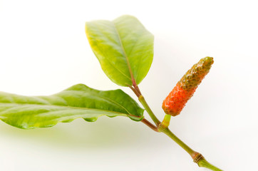 ヒハツモドキの果実