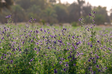 the view from grown alfalfa plans in a farm with blurred background in iran