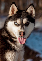 portrait of siberian husky