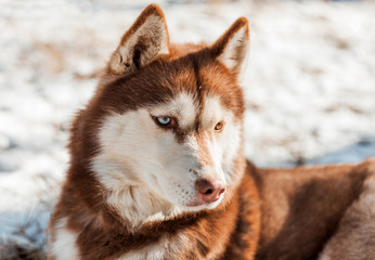 red siberian husky in snow