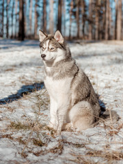 Obraz premium portrait of siberian husky dog