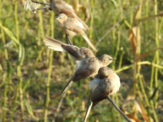 Birds enjoying togather